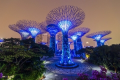 Singapore, Singapore - circa September 2015: Supertree Grove in Gardens by the Bay, Singapore